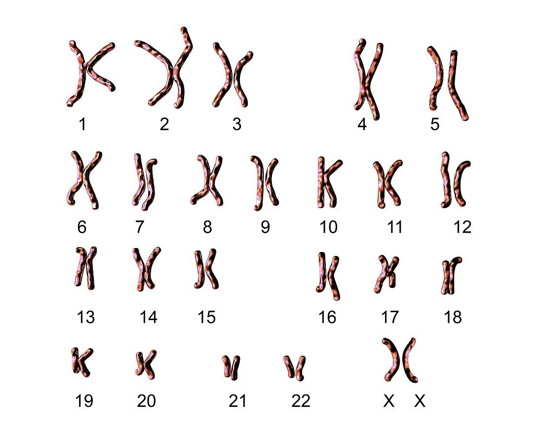 Normal male chromosomes,illustration