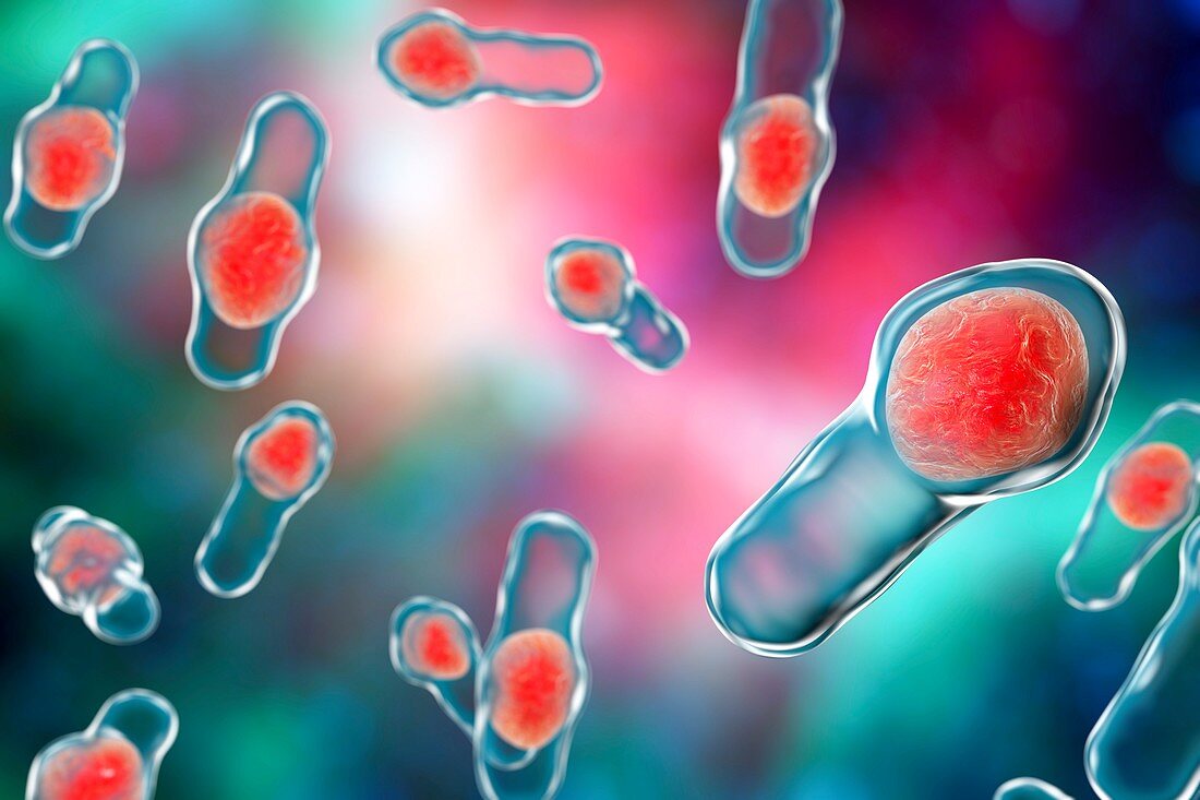 Clostridium bacteria,illustration