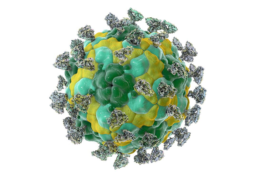 Enterovirus with integrin,illustration