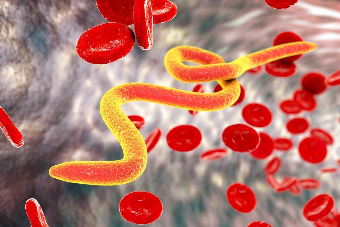 Microfilaria worms in blood,illustration