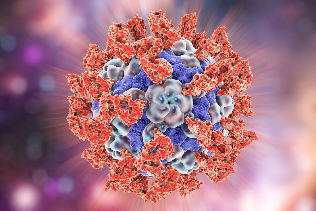 Parechovirus with integrin,illustration