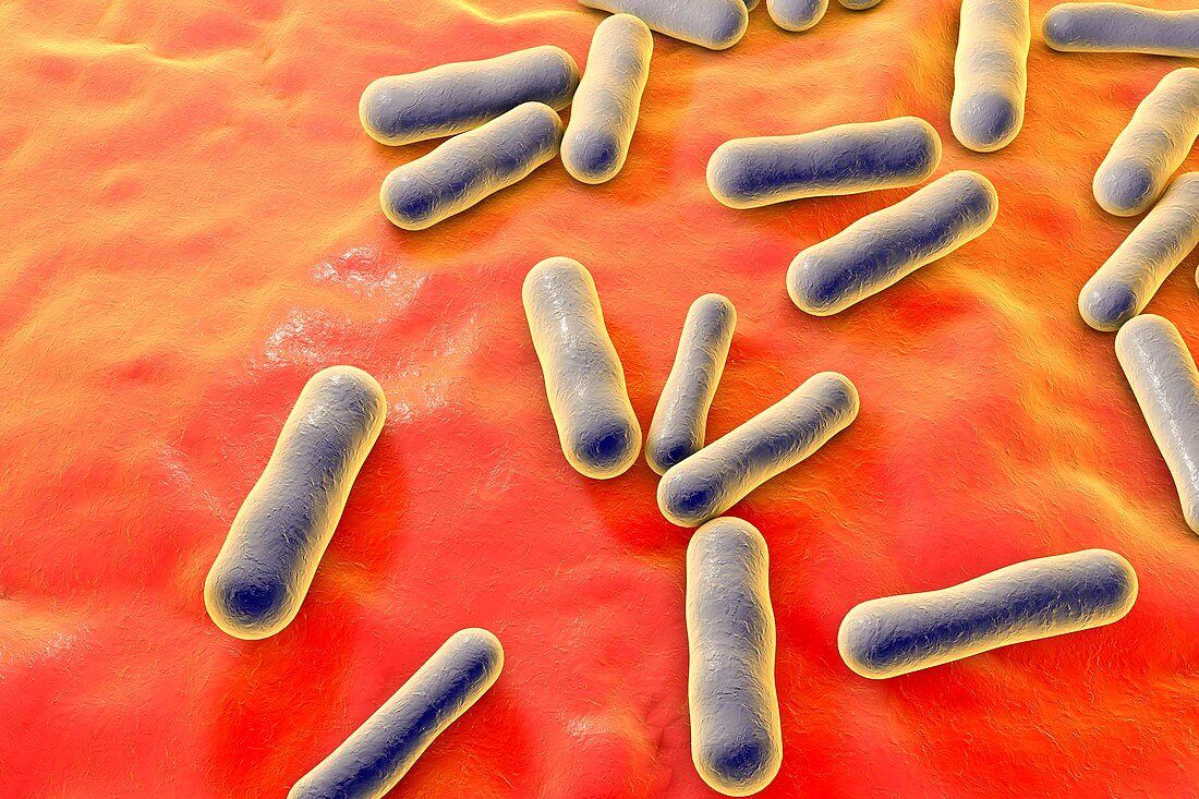 Propionibacterium bacteria,illustration