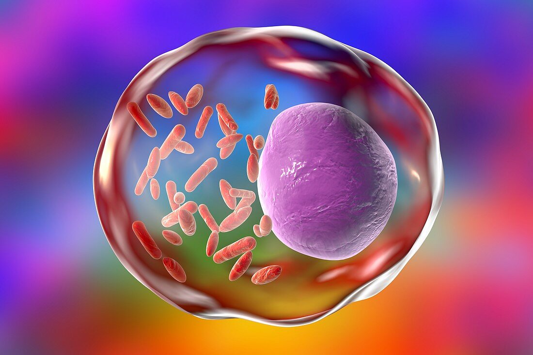 Rickettsia bacteria,illustration