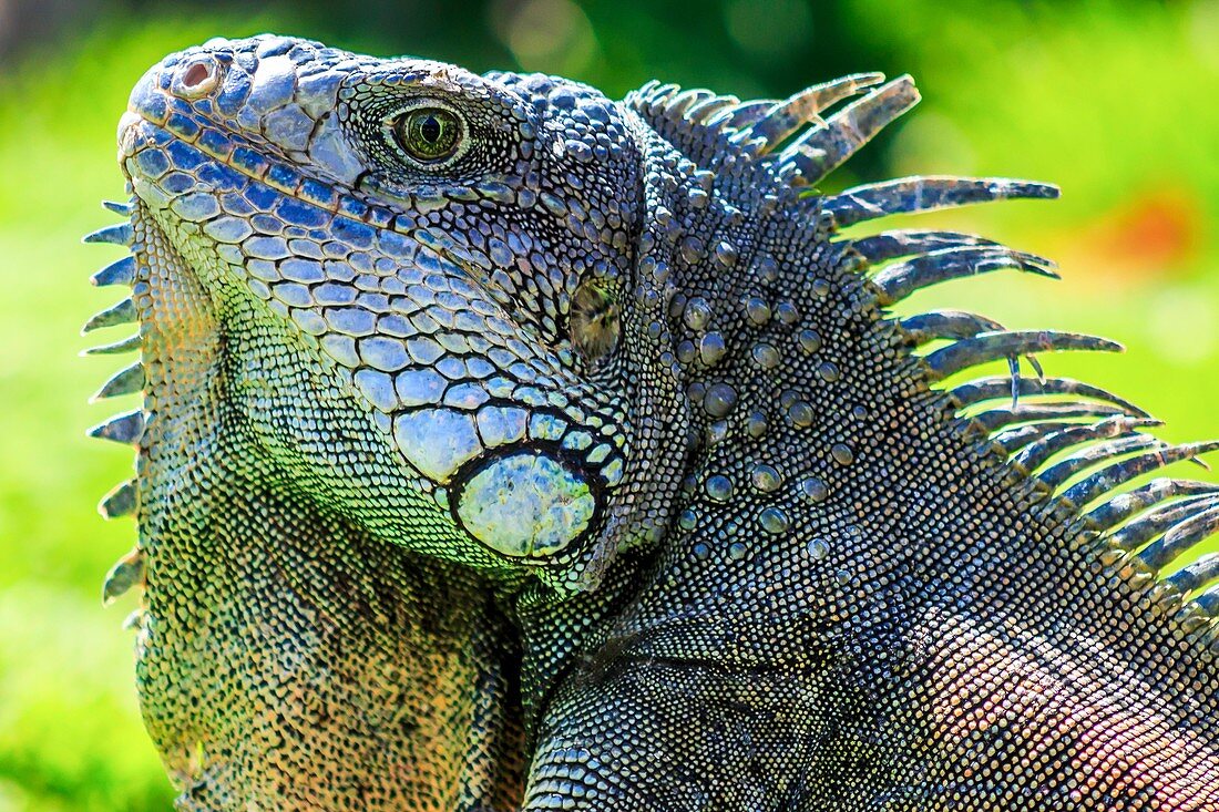 male green iguana (iguana Iguana)