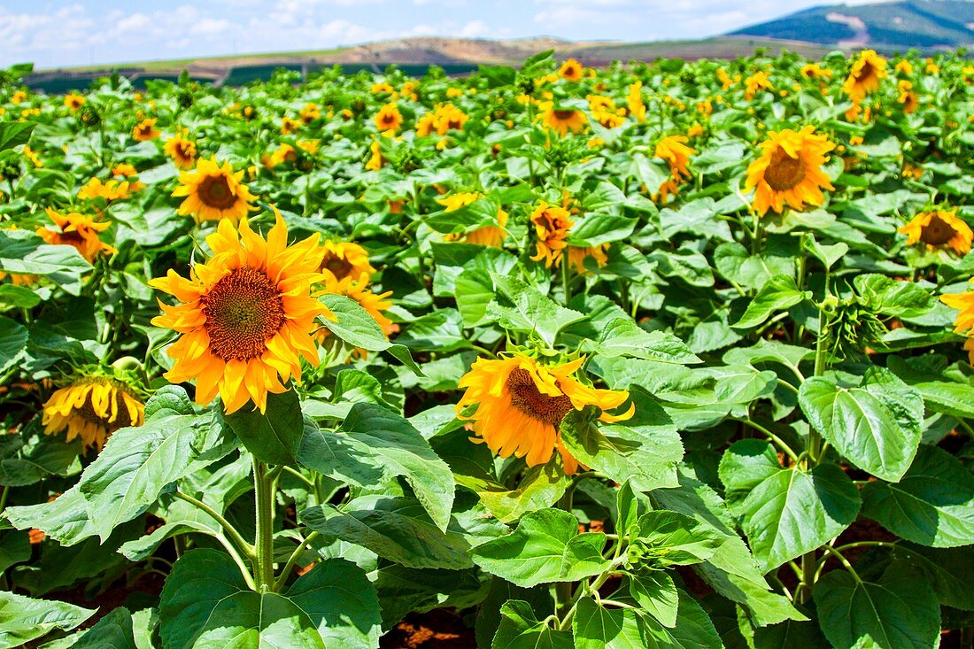 Blooming sunflowers in a field