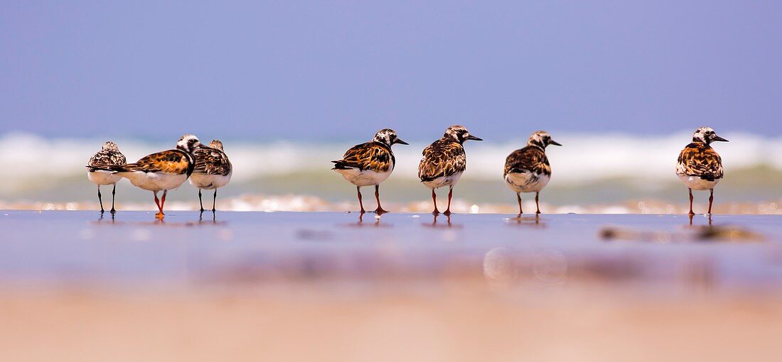 Ruddy Turnstone (Arenaria interpres)