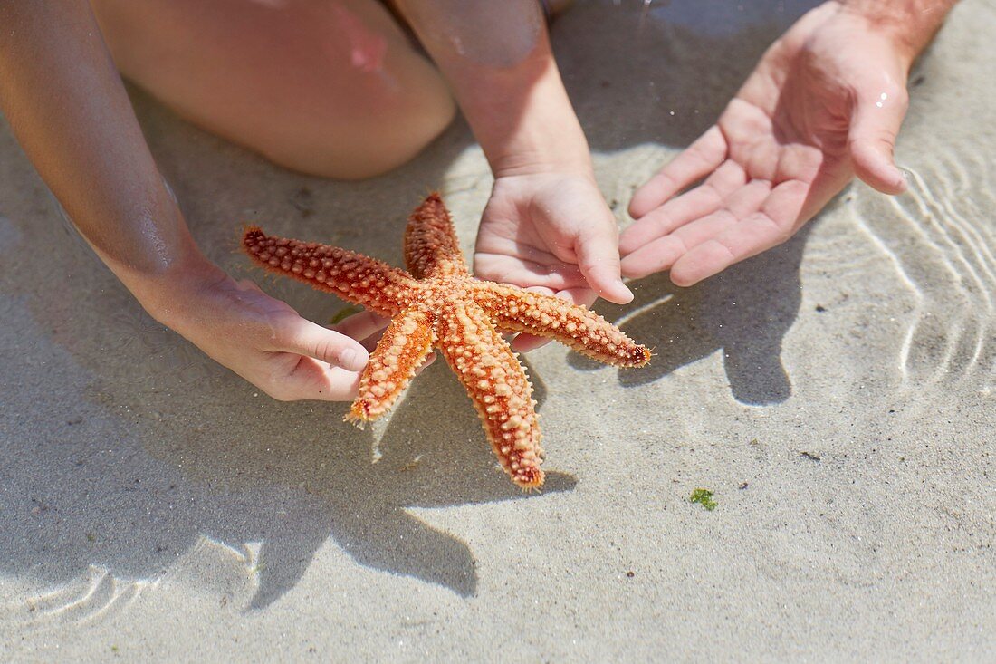 Child holding starfish on beach
