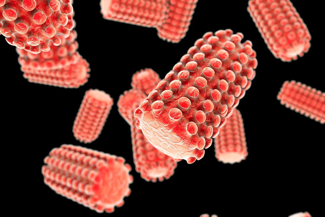 Rabies virus particles,illustration