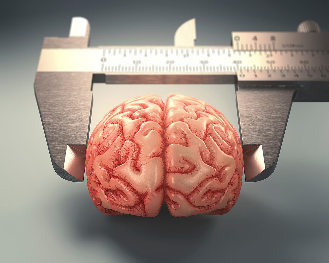 Measuring human brain,illustration