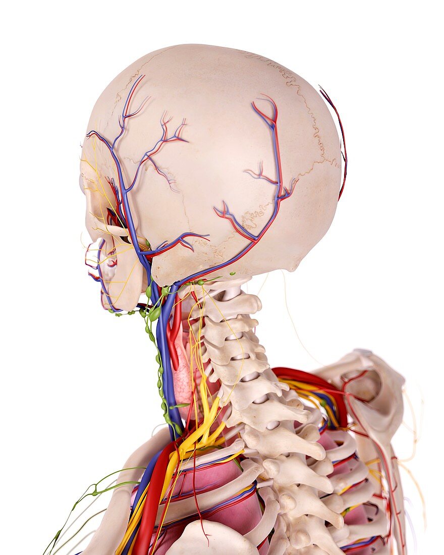 Human head anatomy