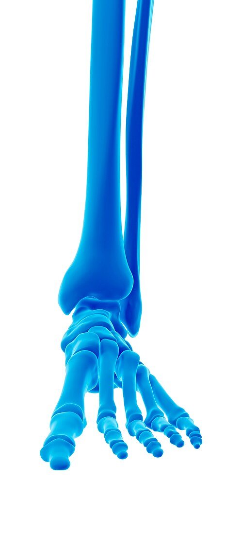 Human foot bones