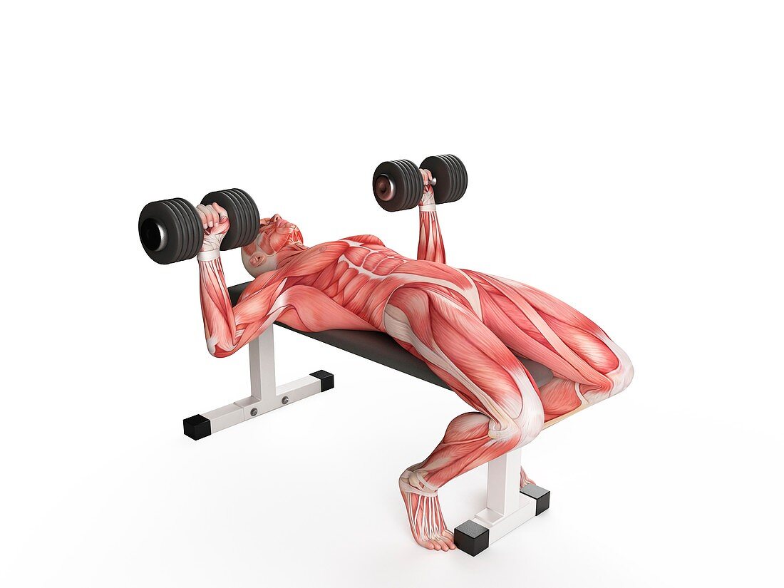 Person doing bench press exercise