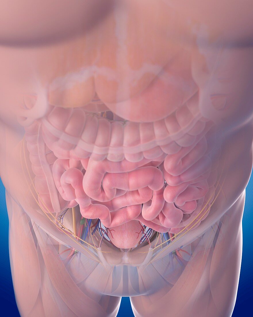 Human abdominal anatomy