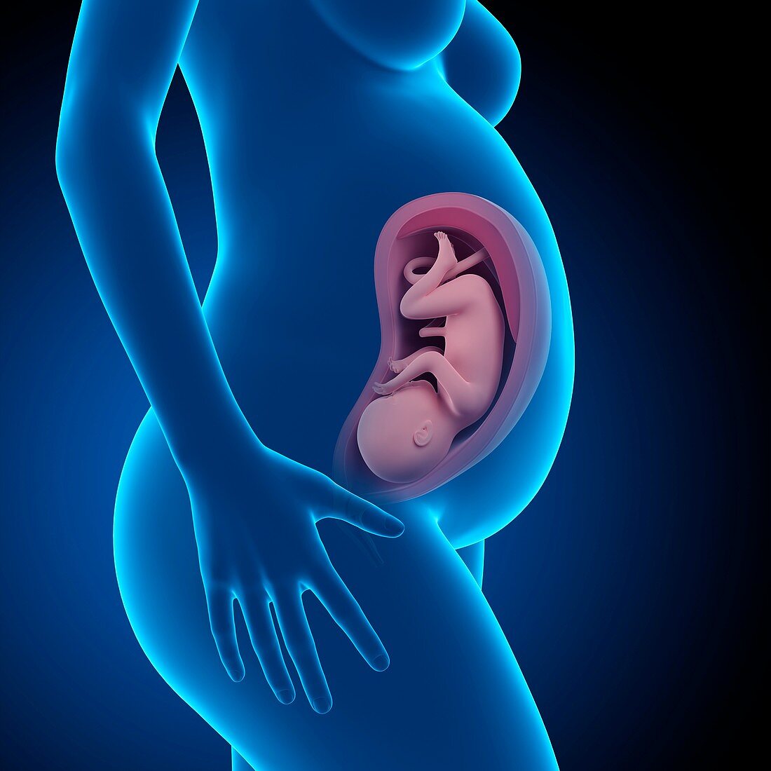 Human fetus age 35 weeks