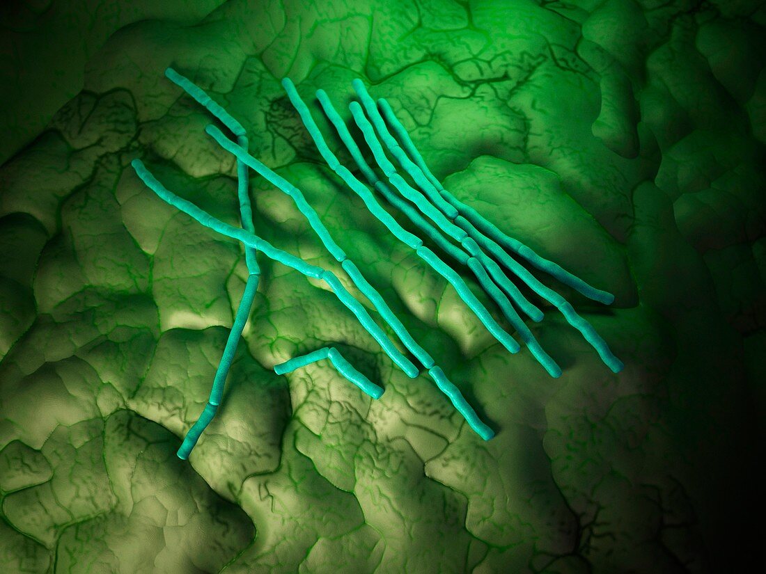 Bacillus cereus bacteria