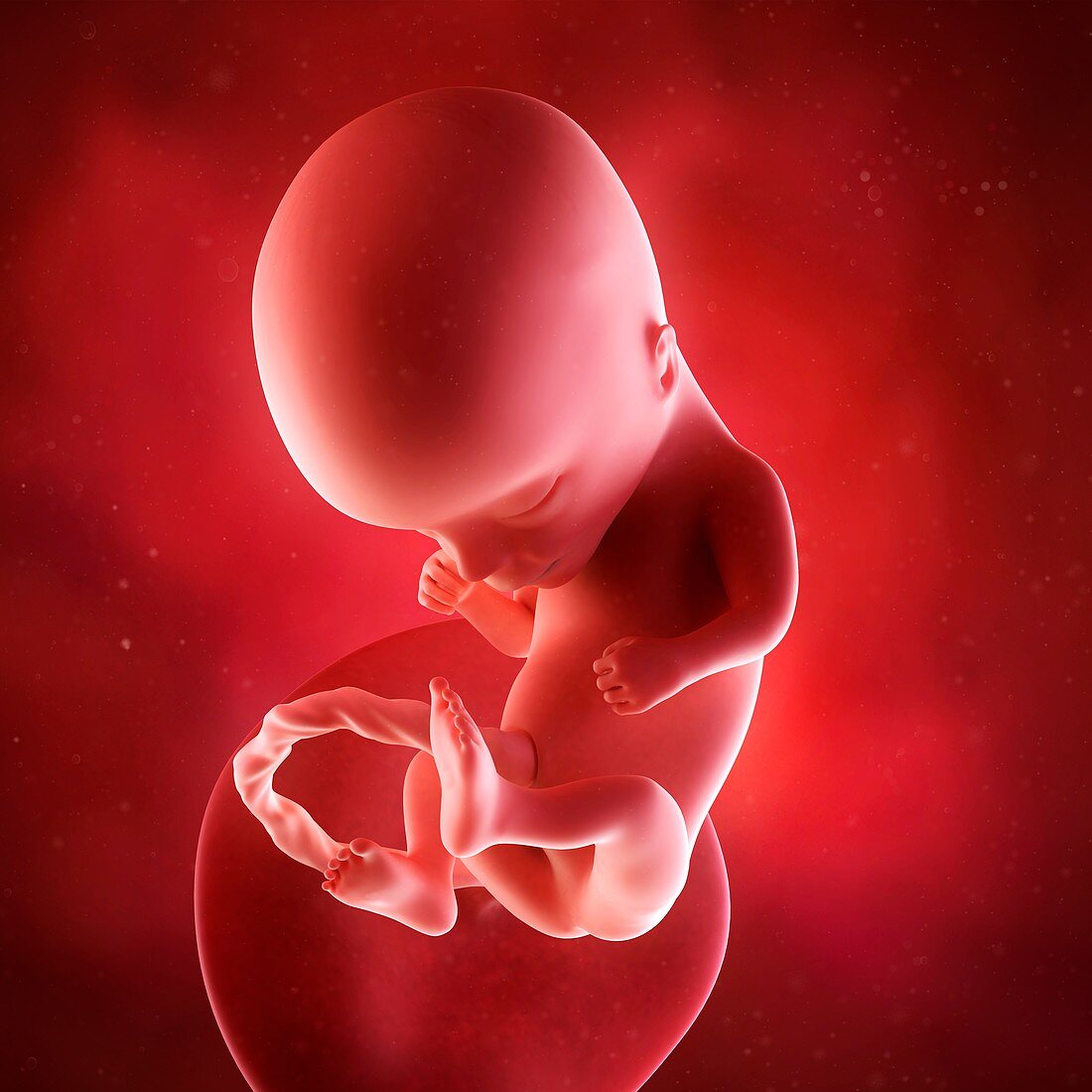 Human fetus age 14 weeks