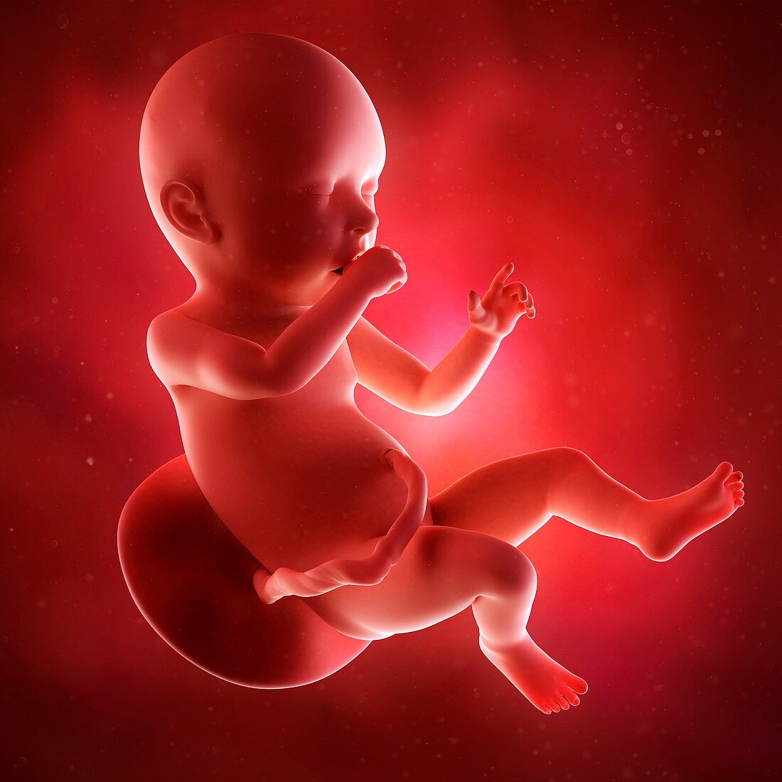 Human fetus age 40 weeks