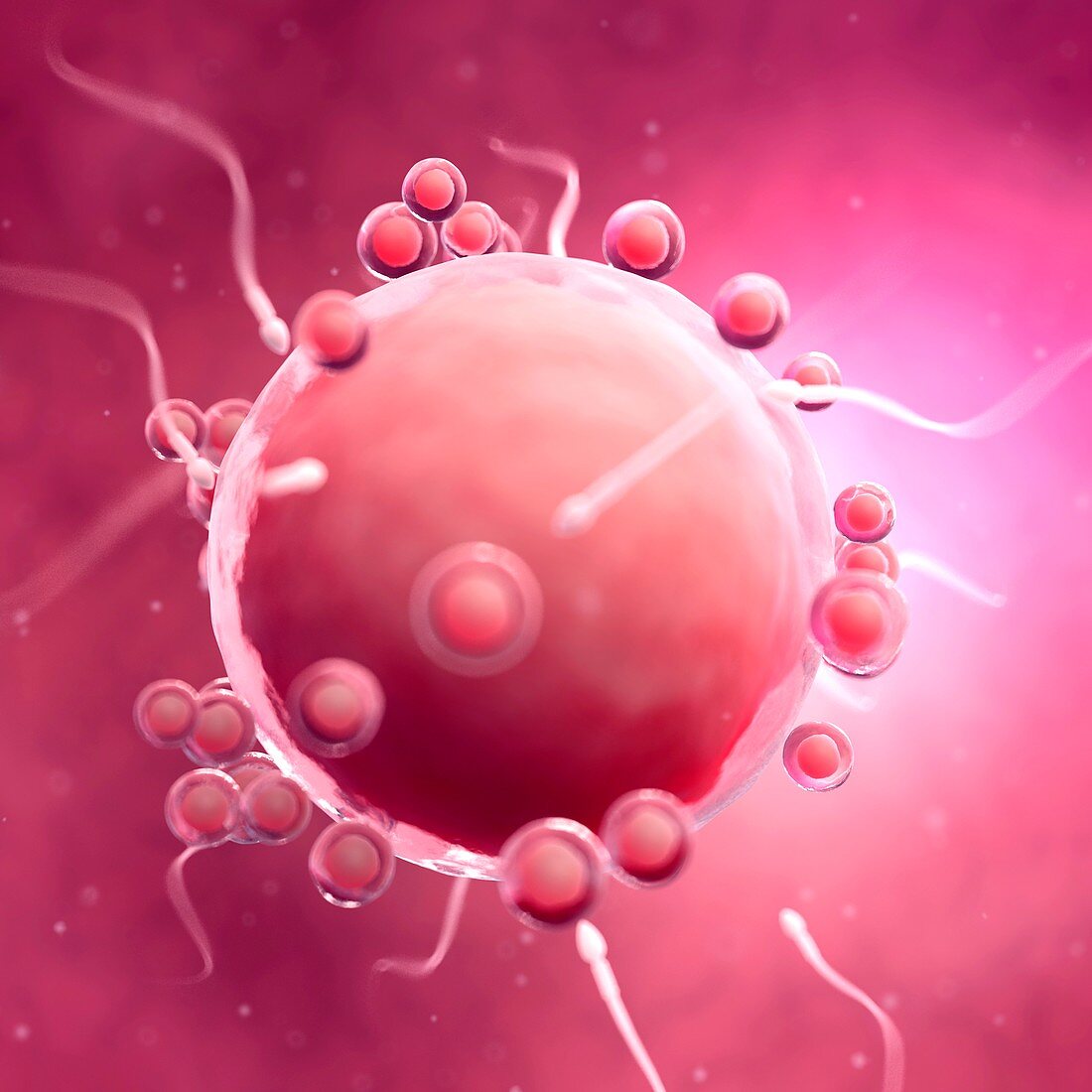 Fertlisation of human egg