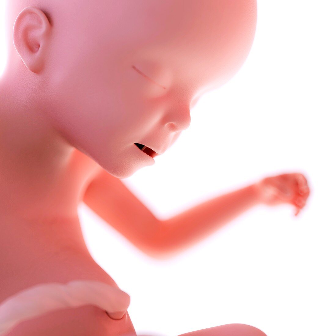 Human fetus age 23 weeks
