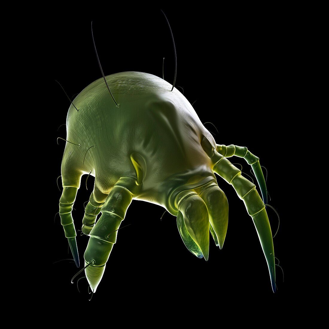 Dust mite