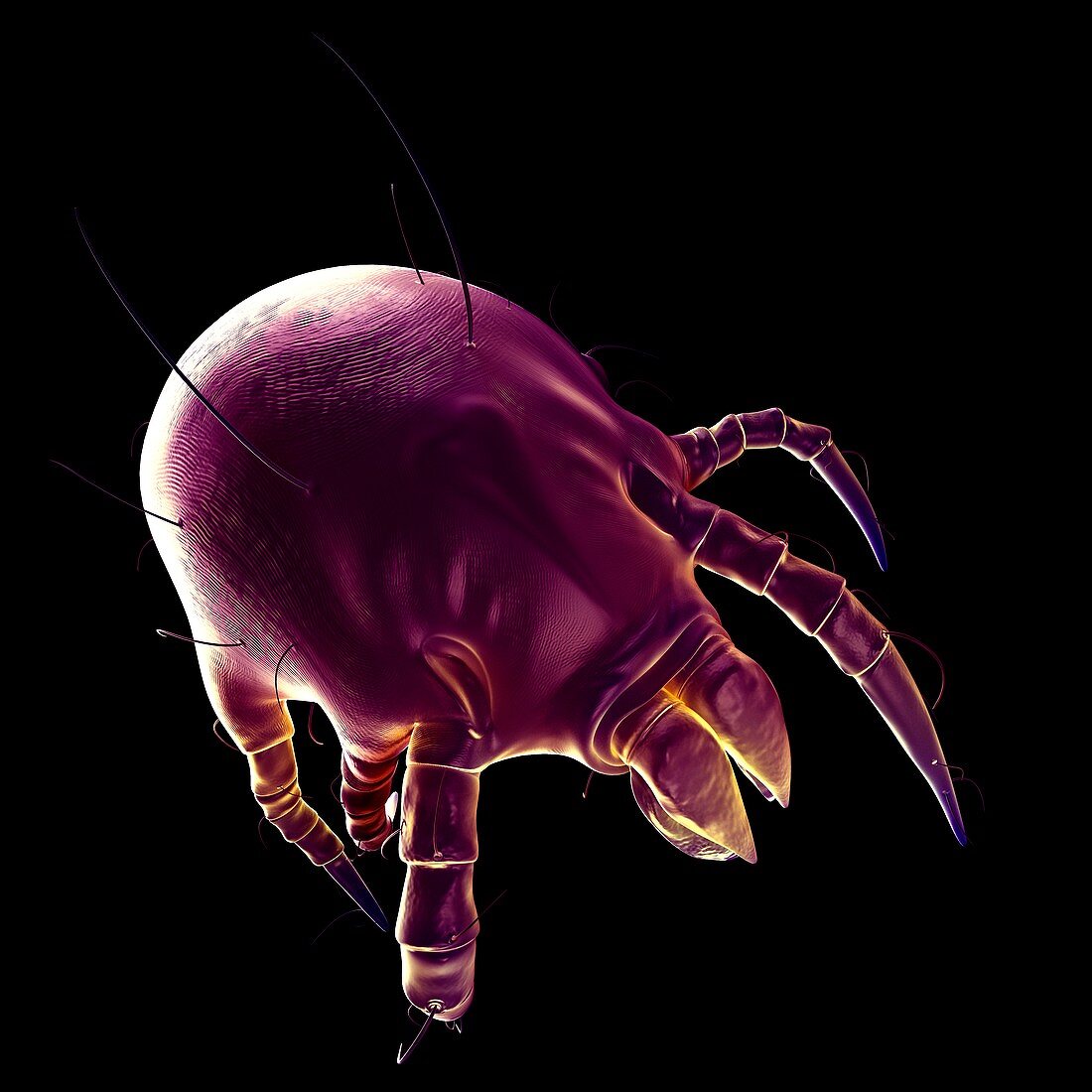 Dust mite