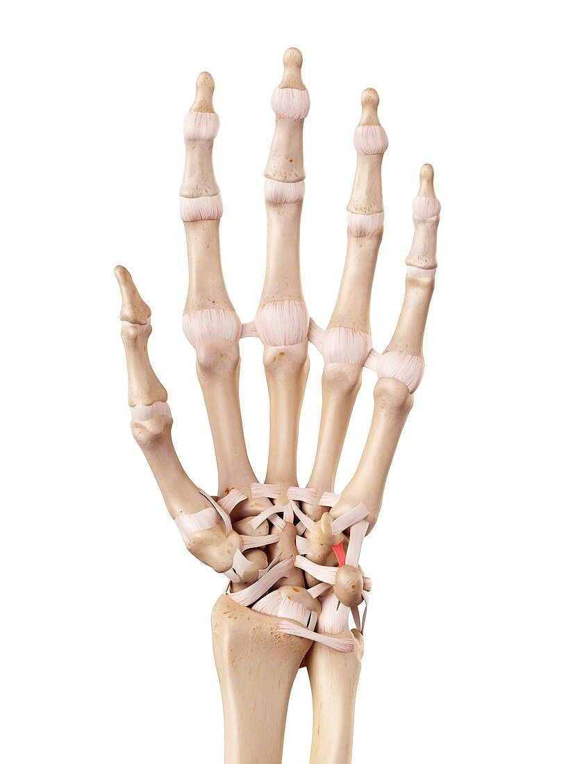 Human hand anatomy