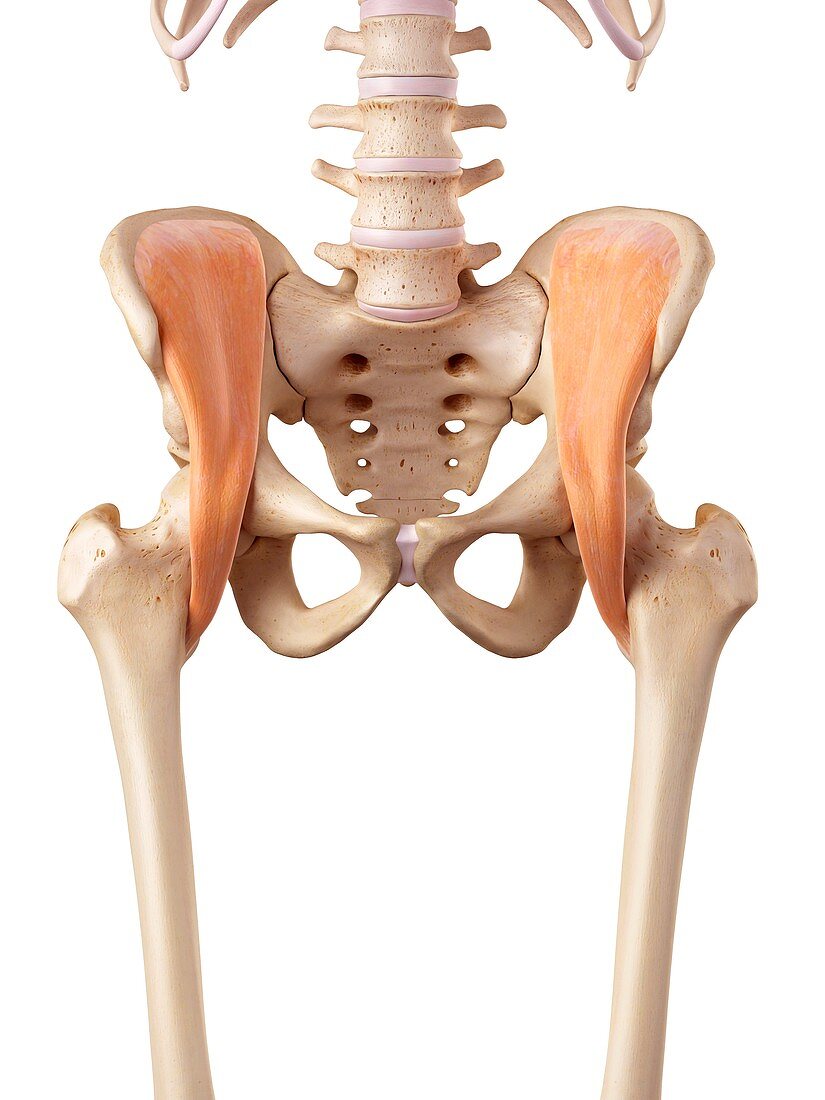Human hip muscles