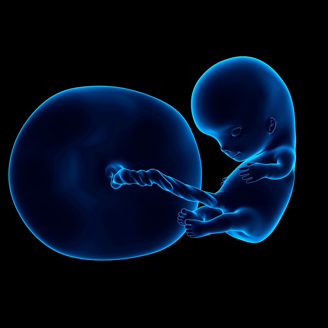 Human fetus age 10 weeks