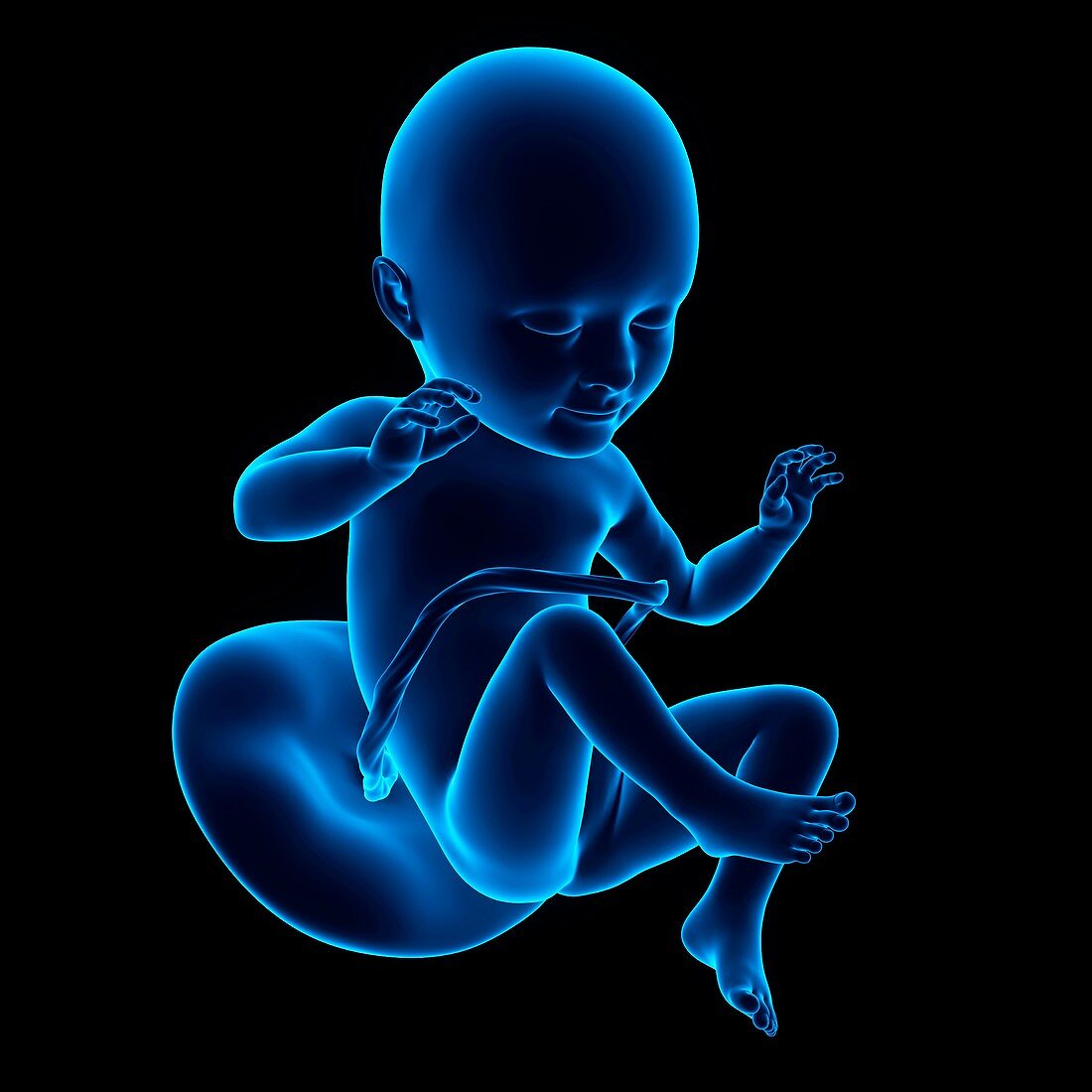 Human fetus age 34 weeks