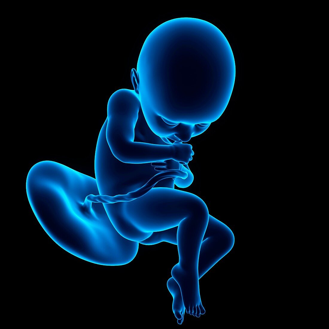 Human fetus age 36 weeks