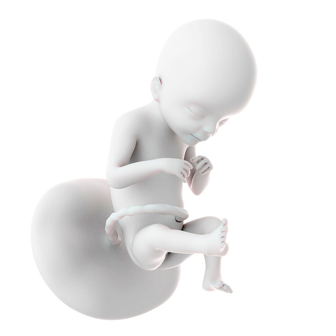 Human fetus age 21 weeks