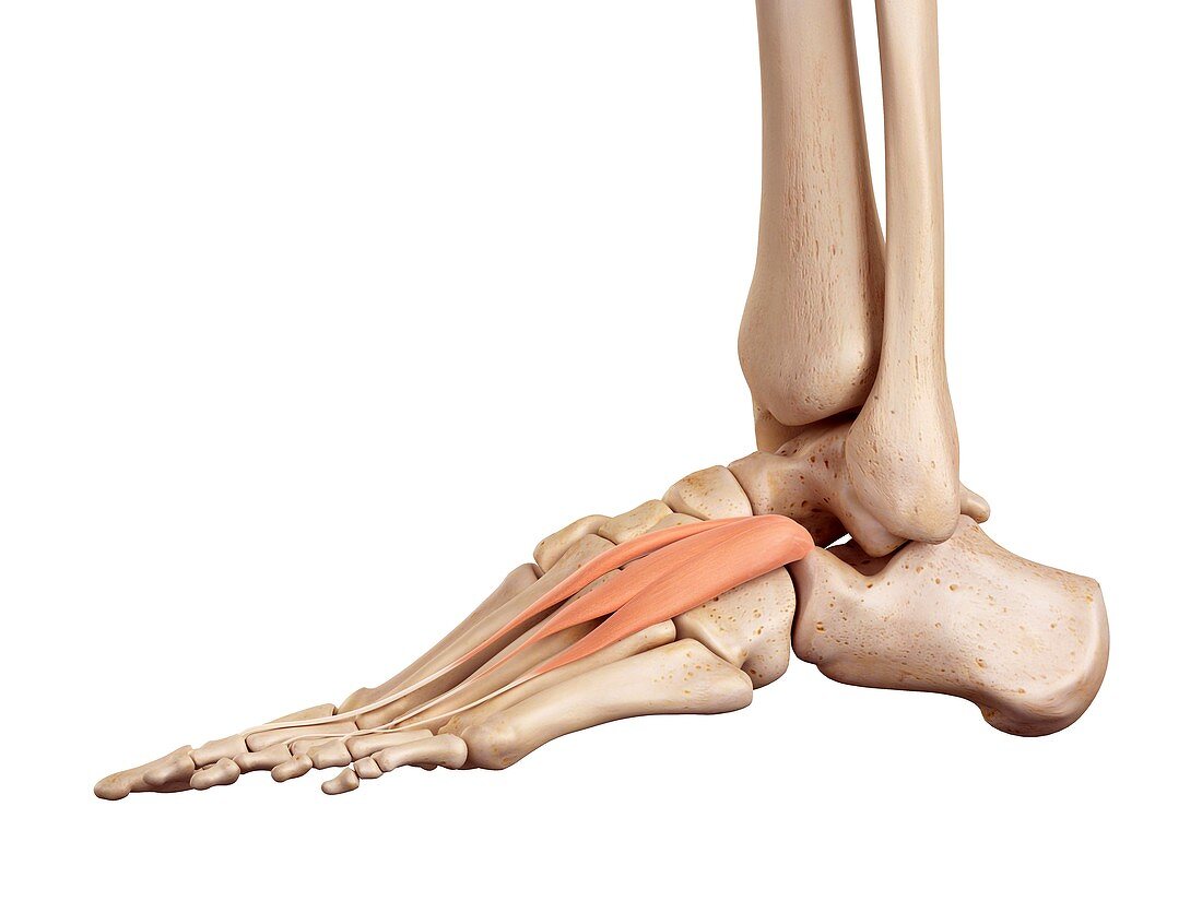 Human foot anatomy