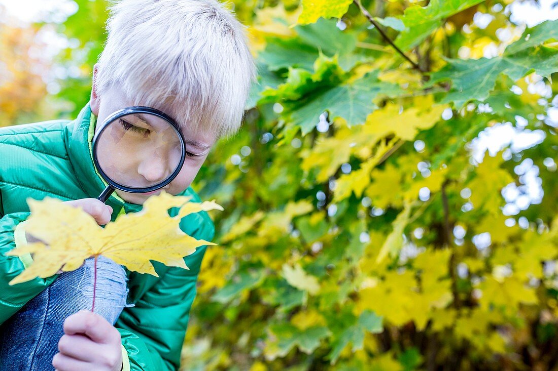 Boy examining autumn leaf