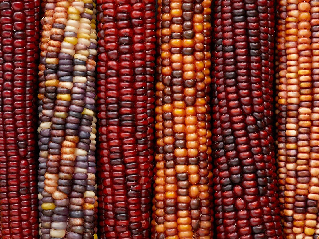 Flint corn