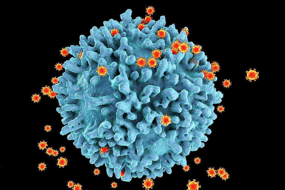 HIV viruses,illustration