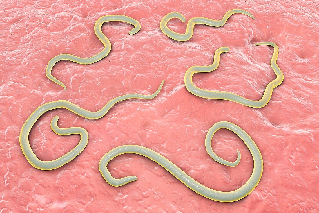 Dog roundworm,illustration