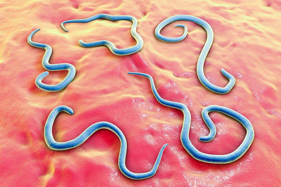 Dog roundworm,illustration