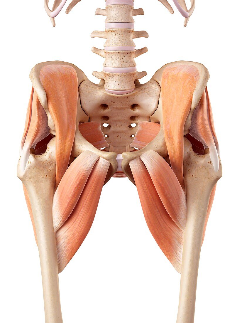 Human hip muscles