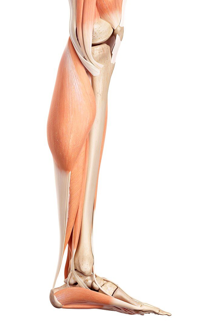 Human muscles of leg