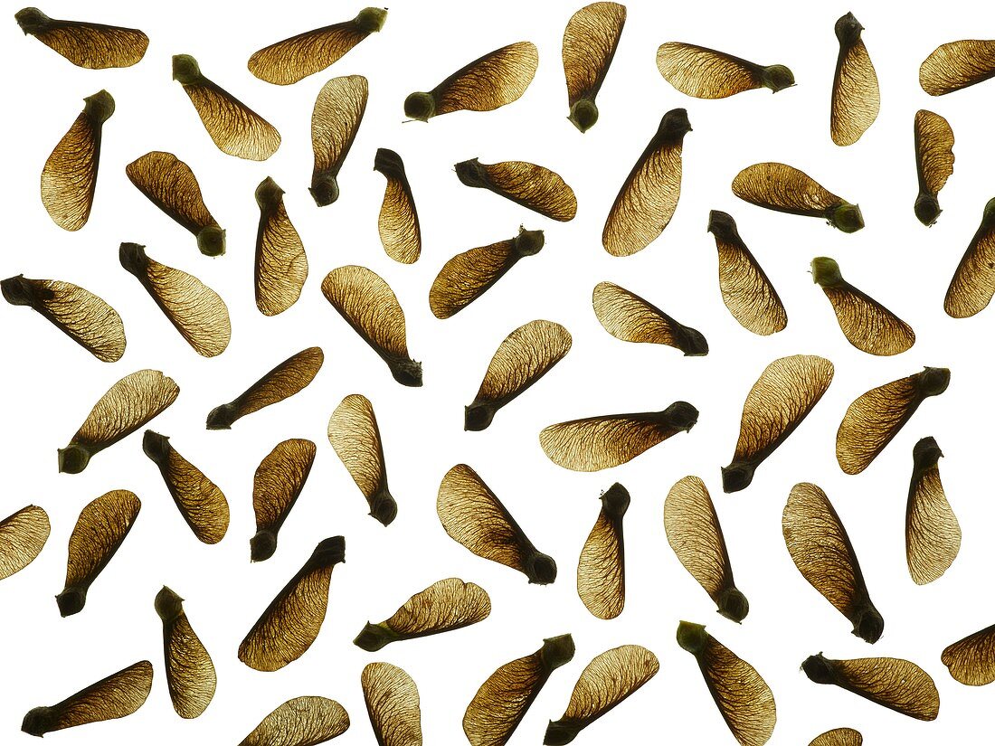 Sycamore seeds