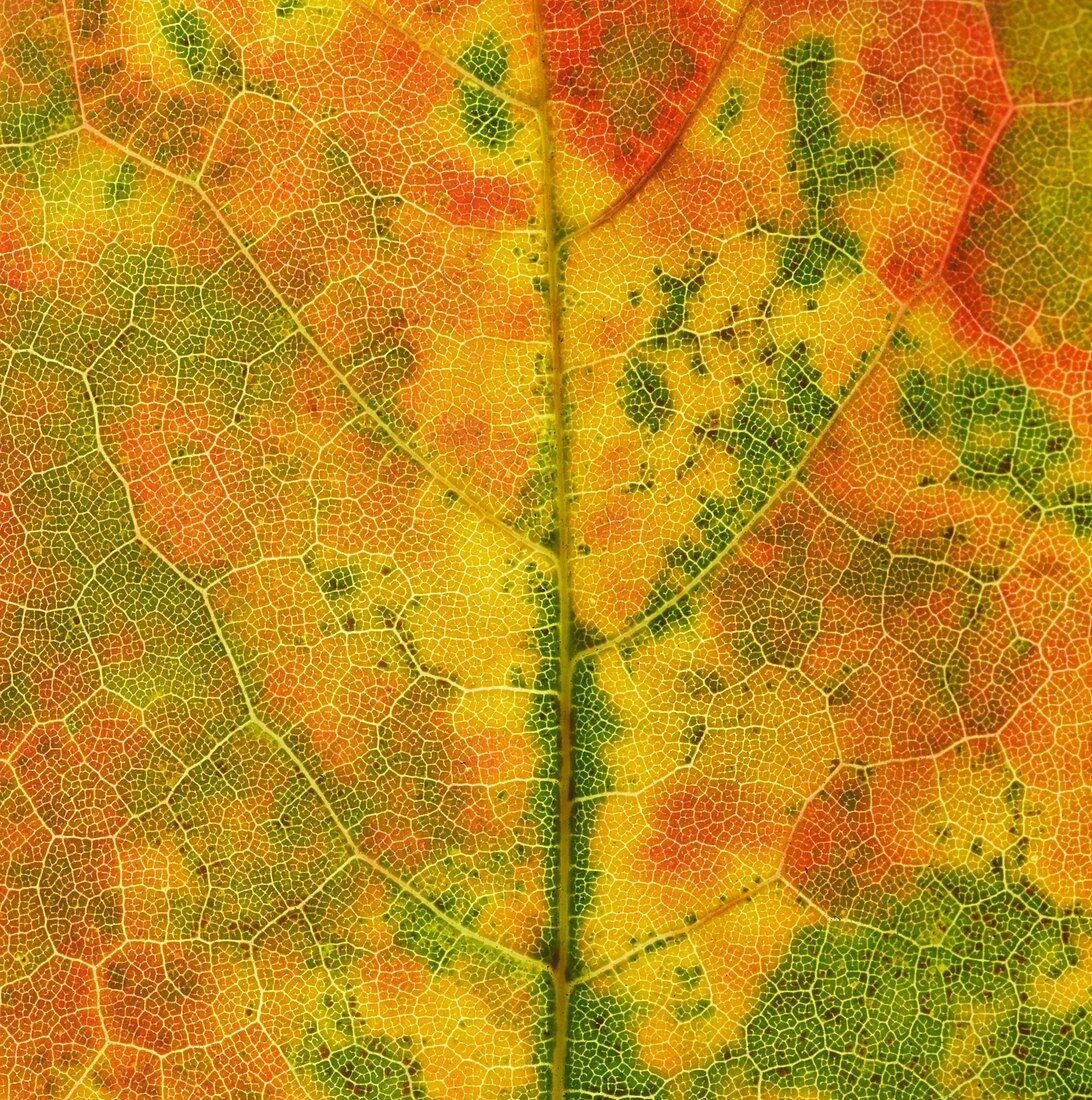 Autumn leaf veins