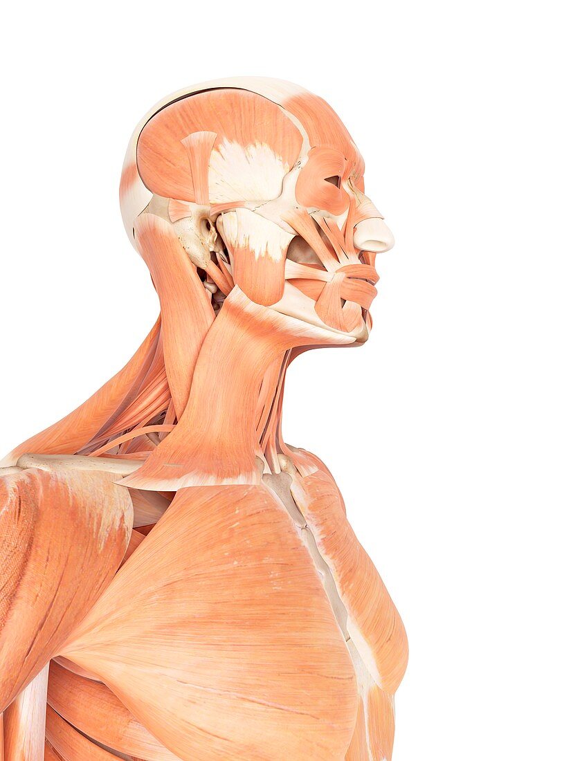 Human facial and neck muscles