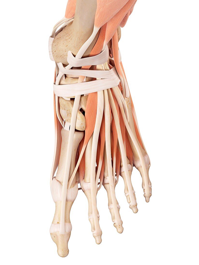Human foot muscles