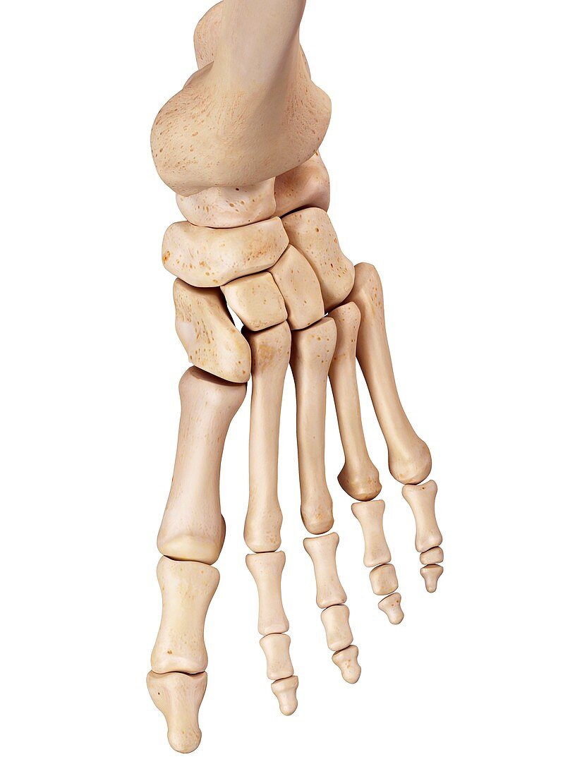 Human foot bones