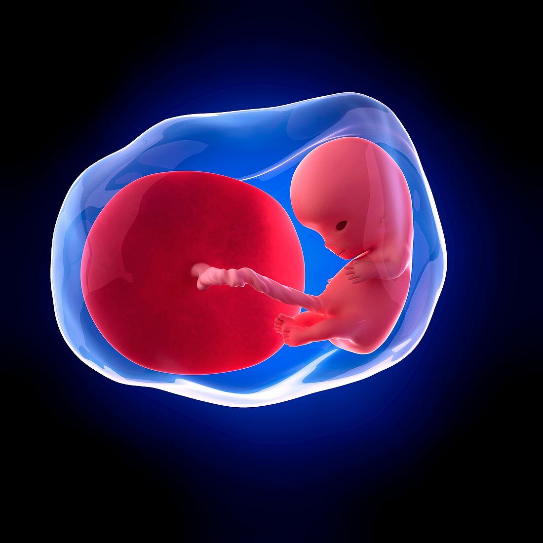Human fetus age 10 weeks