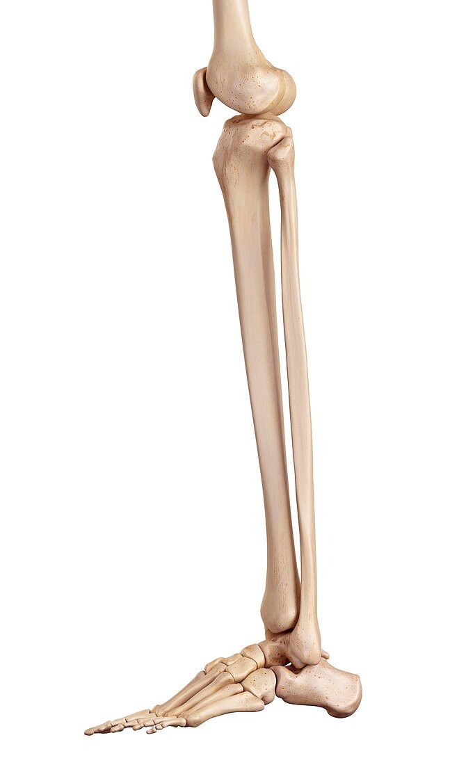 Human bones of leg