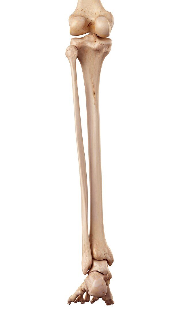 Human bones of leg