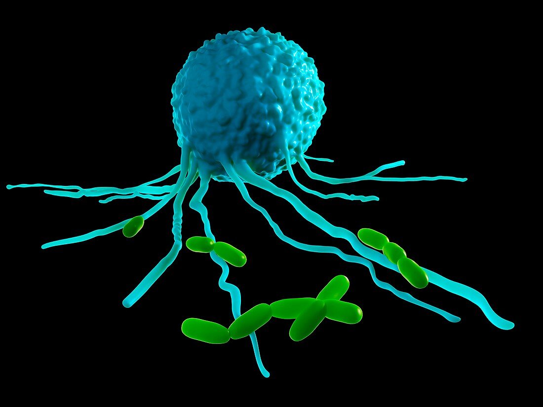 Leucocyte attacking bacteria