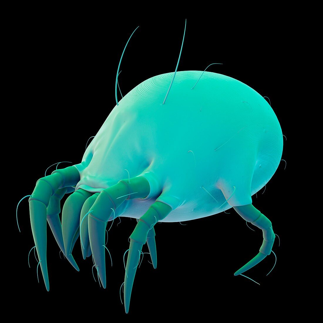 Dust mite