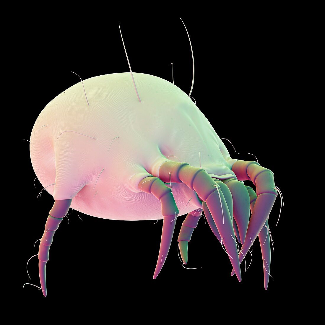 Dust mite